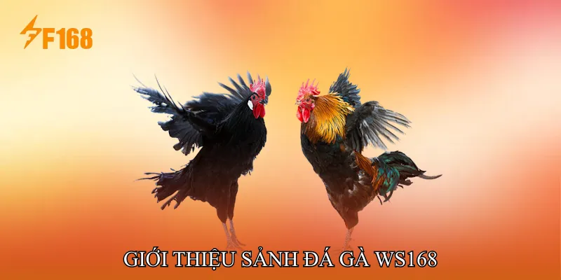 Giới thiệu Sảnh Đá gà WS168
