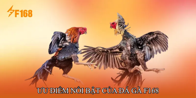 Ưu Điểm Nổi Bật Của Đá Gà F168 Ưu Điểm Nổi Bật Của Đá Gà F168